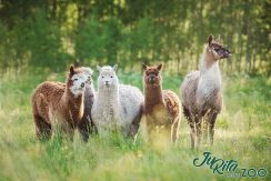 ZOOLOGIJOS SODAS „JURITA MINI ZOO“