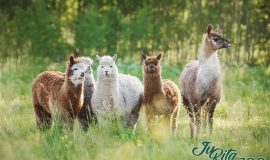 New  Mini Zoo in Augsdaugava District