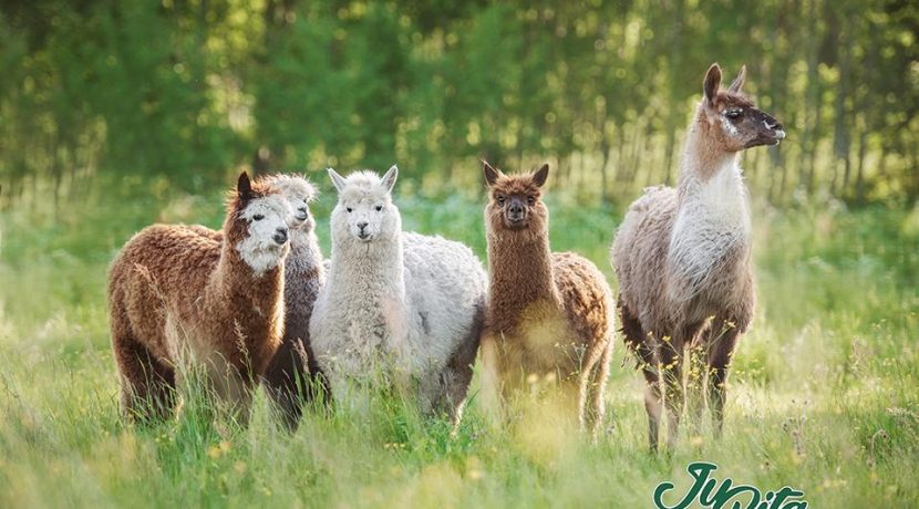 ZOOLOGIJOS SODAS „JURITA MINI ZOO“