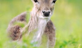 New Mini Zoo in Augsdaugava District