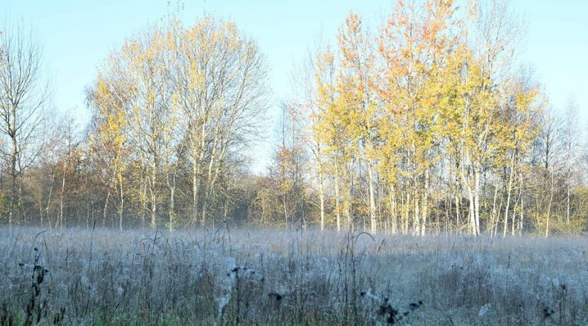 Golden autumn in Višķi