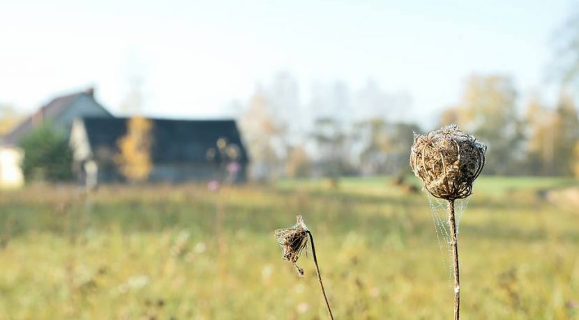 Golden autumn in Višķi