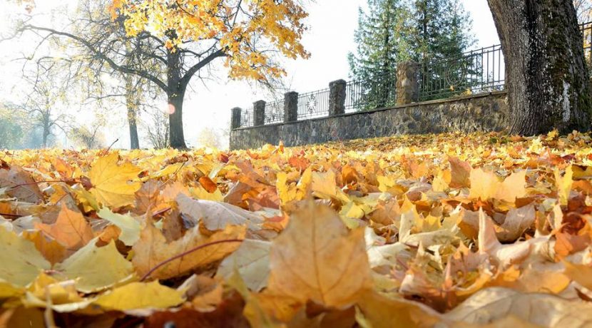 Золотая осень в Вишках