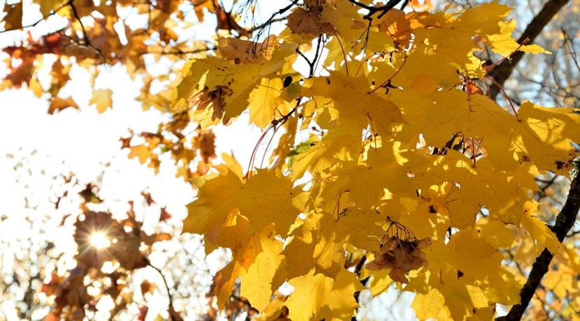 Golden autumn in Višķi