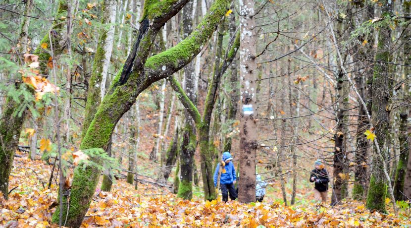 Forest trail 