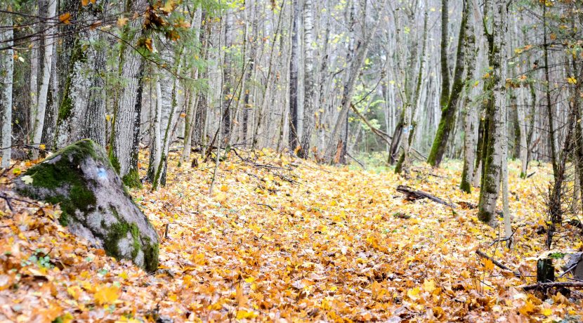 Pastaigu maršruts “Egļukalna meža taka”