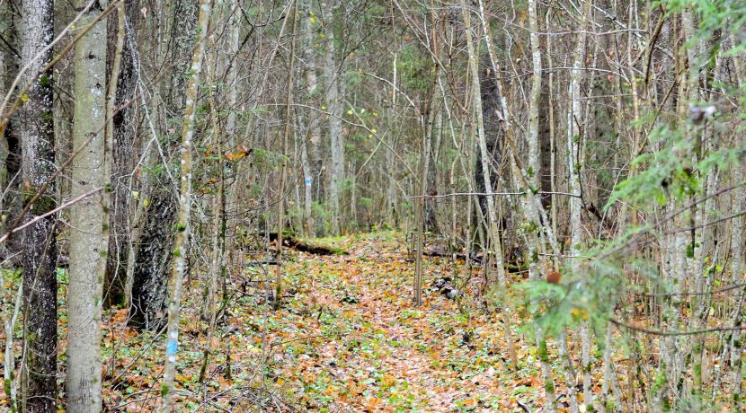 Forest trail 