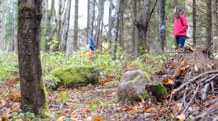 Forest trail 