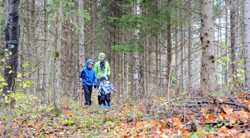 Forest trail