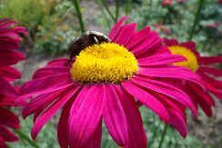 Garden tour