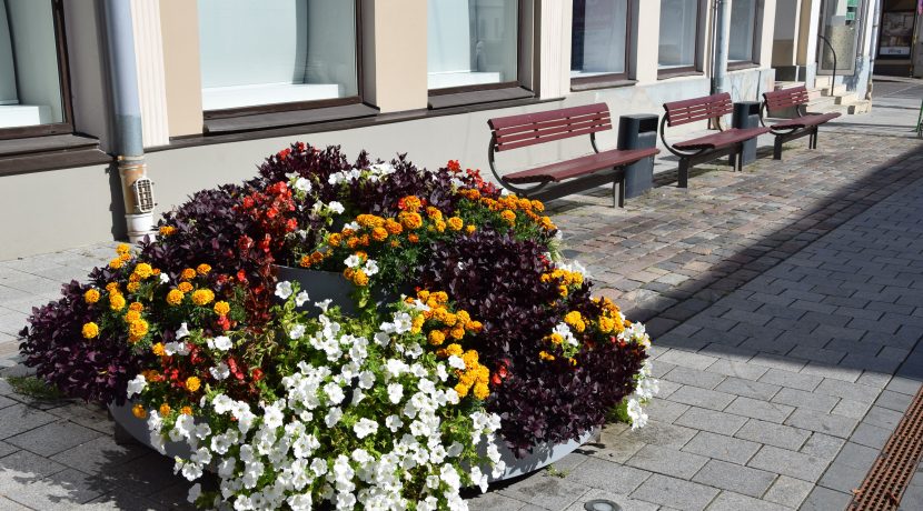 Blooming Daugavpils