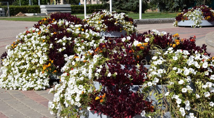 Blooming Daugavpils