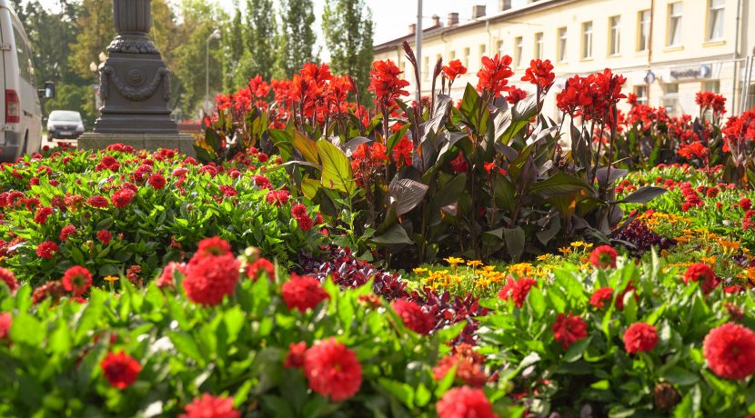 Blooming Daugavpils