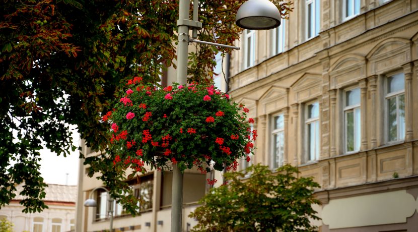 Blooming Daugavpils