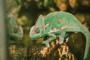 Latgales Zoodārzā māca ūdrēnam peldēt un gatavojas lielajiem projektiem (VIDEO)