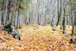 Forest trail “Egļukalns”