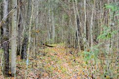 Forest trail “Egļukalns”