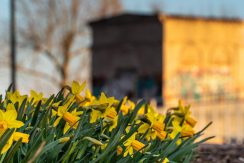 Bruģu ielas promenāde Daugavas labajā krastā