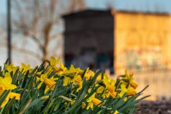 Bruģu ielas promenāde Daugavas labajā krastā