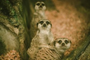 The inhabitants of Latgale Zoo are ready to meet visitors