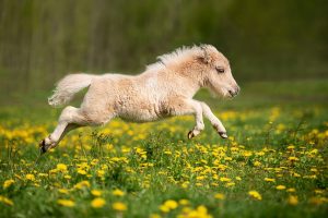 “JuRita” mini zoodārzs sāk darboties pēc jauna darba laika