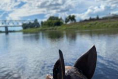 Boat trips on Daugava River with a “Sikspārnis” boat