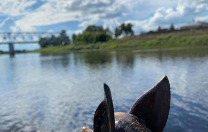 Boat trips on Daugava River with a “Sikspārnis” boat