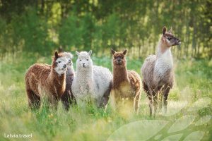 Zooloģiskā dārza “JuRita mini ZOO” iemītnieku fotoizstāde “Dzīvniekiem ir dvēsele”