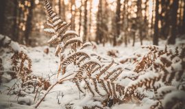 Ziemas pastaigas svaigā gaisā pa Daugavpils novada tūrisma objektiem