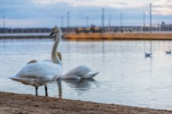 Lielā Stropu ezera promenāde