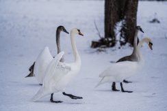 Lielā Stropu ezera promenāde