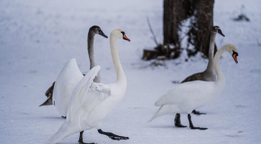 Lielā Stropu ezera promenāde