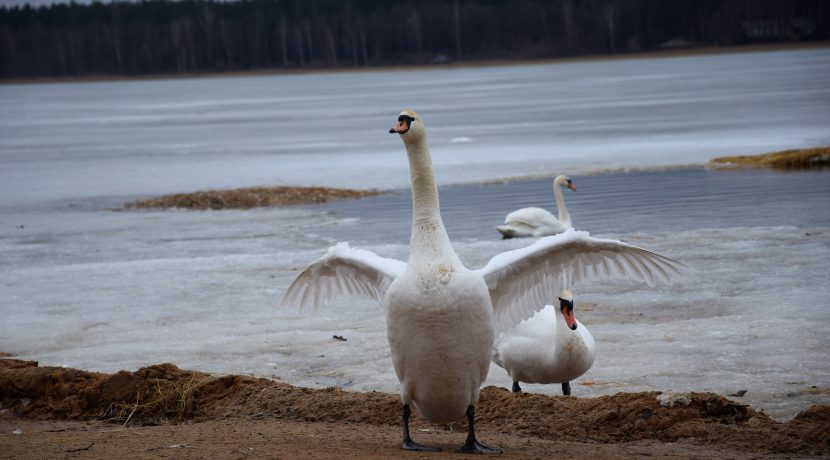 Lielā Stropu ezera promenāde