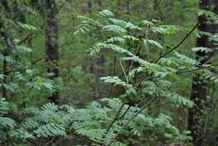 Slutiski ravine trail