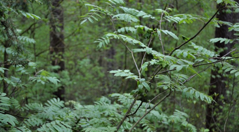 Slutiski ravine trail