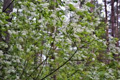 Slutiski ravine trail