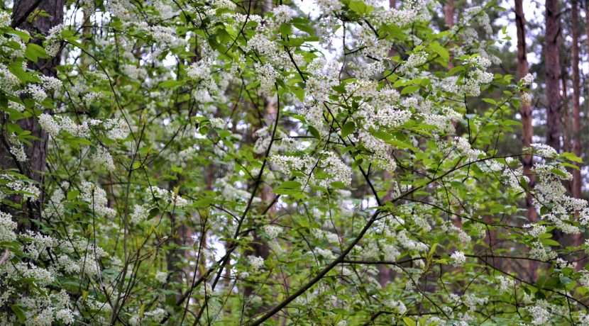 Slutiski ravine trail