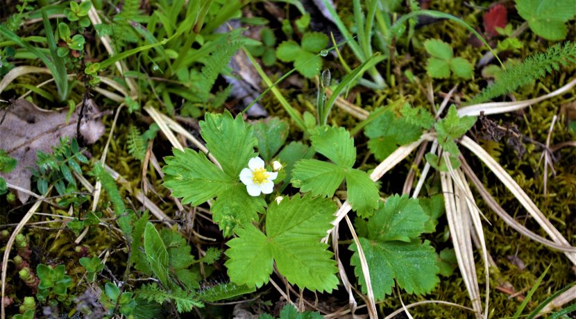 Slutiski ravine trail