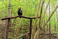 Slutiski ravine trail