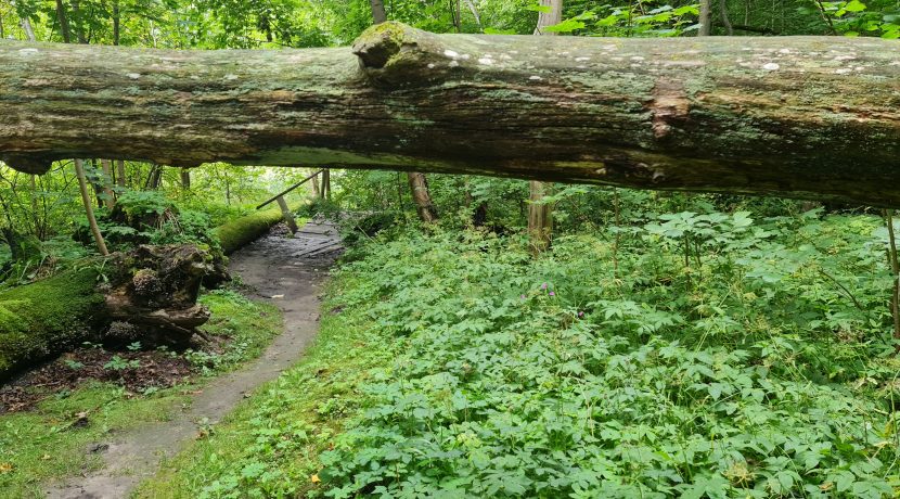 Nature reserve “Pilskalnes Siguldiņa”