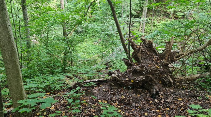 Dabas liegums “Pilskalnes Siguldiņa”