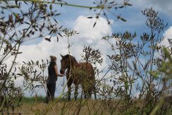 Horseback riding in Bebrene