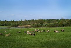 Nature park „Dvietes paliene”