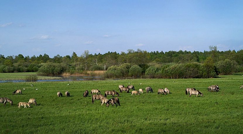 Nature park „Dvietes paliene”