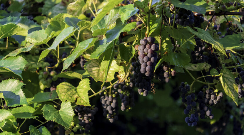 Paula Sukatnieka mājas “Apsītes” un viņa piemiņas dārzs