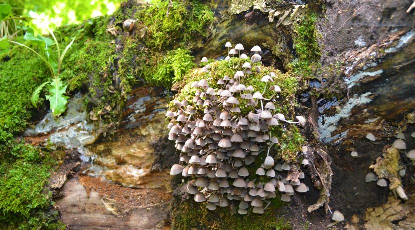 Dabas liegums “Pilskalnes Siguldiņa”