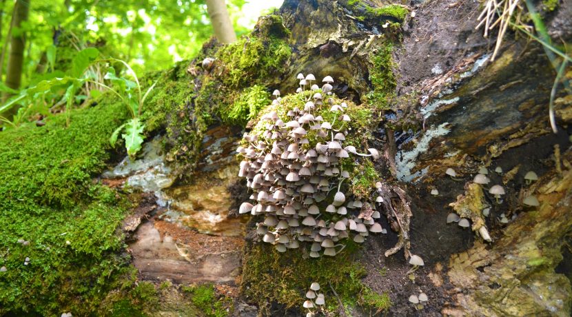 Dabas liegums “Pilskalnes Siguldiņa”