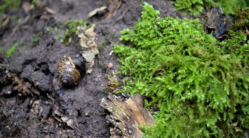 Dabas liegums “Pilskalnes Siguldiņa”