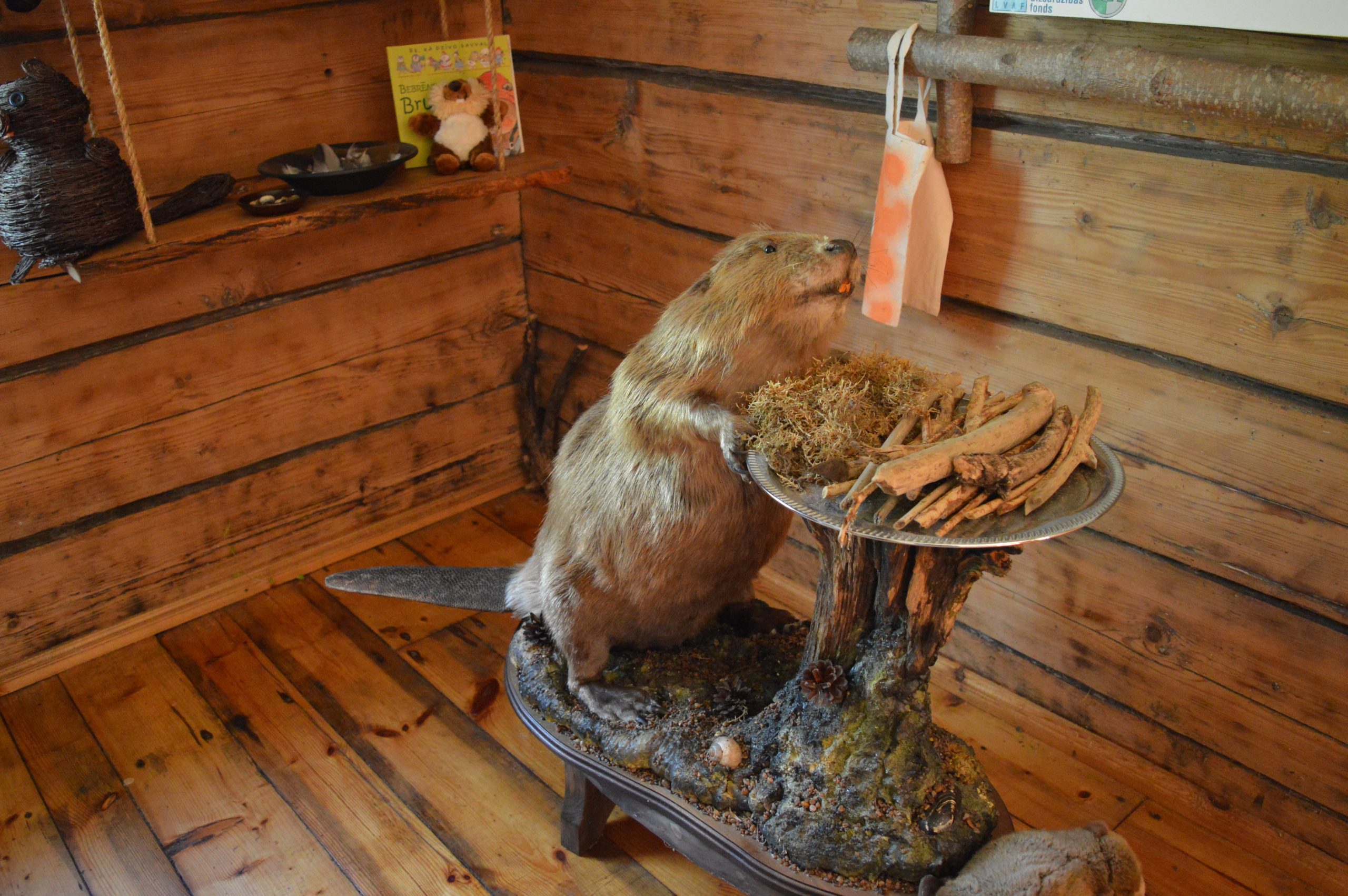 Exposition of a beaver