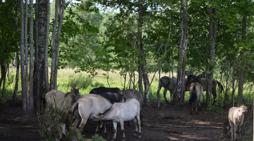 Nature park „Dvietes paliene”